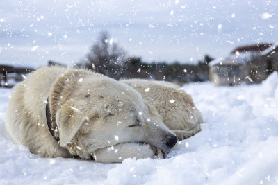 雪下的狗。