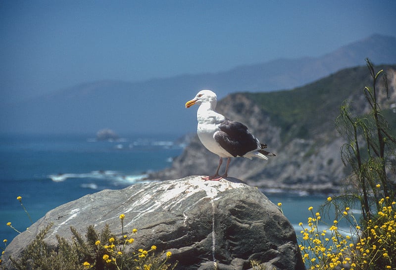 加利福尼亚海岸-大苏尔海鸥- 2001