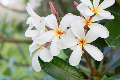 Plumeria white flowers in the garden