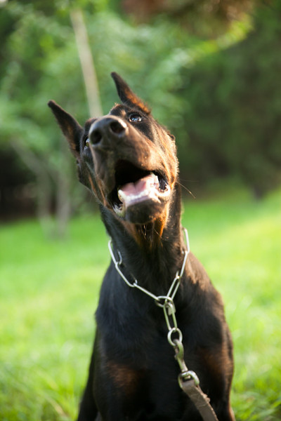 杜宾犬