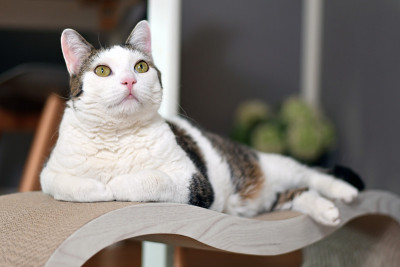 猫躺在纸板做的躺椅上