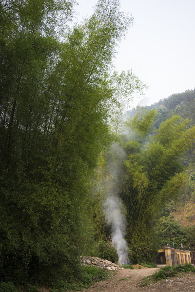 竹树
