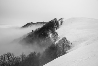 树，云和雪一