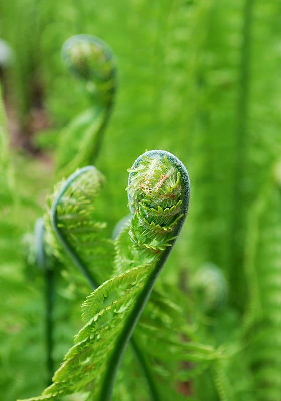 电视fiddleheads