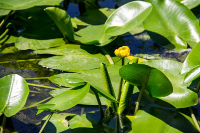 黄水花(Nuphar Lutea)