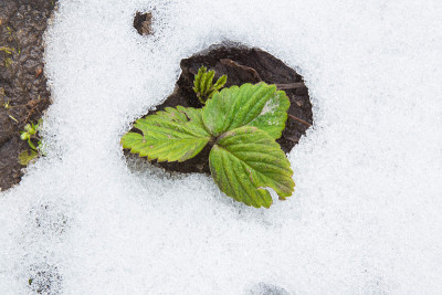 草莓在早春冰雪融化时种在花园里。