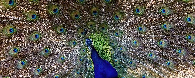 孔雀