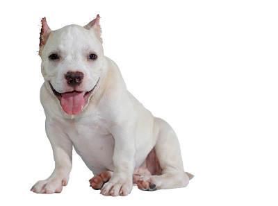 白色斗牛犬孤立在白色背景和剪切路径内