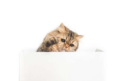 年轻的波斯猫