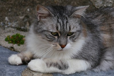猫，Saorge, Alpes-Maritimes