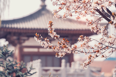 中国西安青龙寺，樱花与传统中式屋顶。