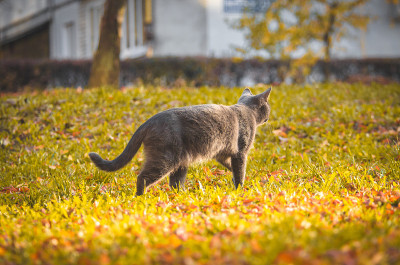 一只灰色的猫在草地上，看着远方