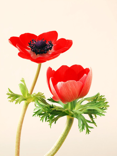 红色海葵花