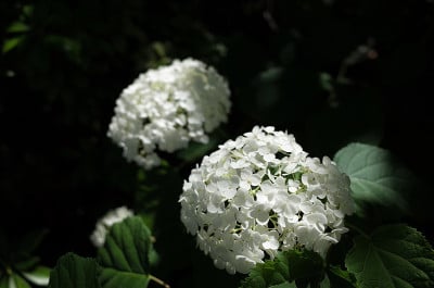 白色绣球花