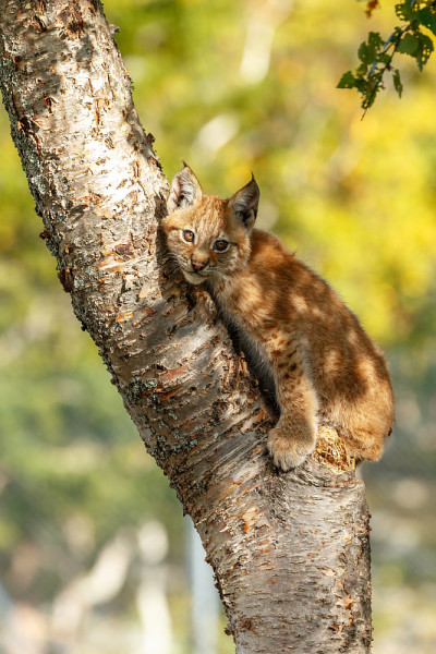 猞猁和幼崽