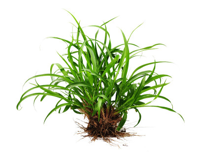 绿草