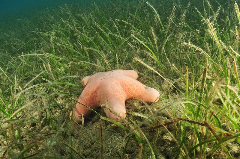 粉红色的海星在草地上