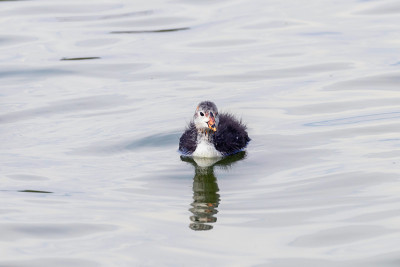 欧亚白骨鸡(Fulica atra)游泳