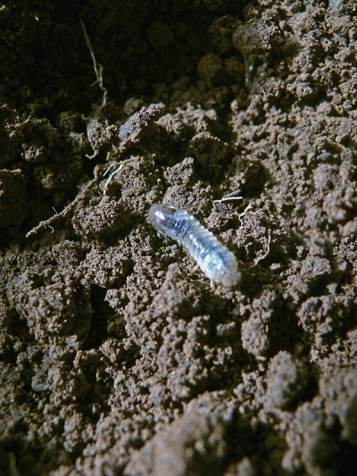 泥上的甲虫幼虫
