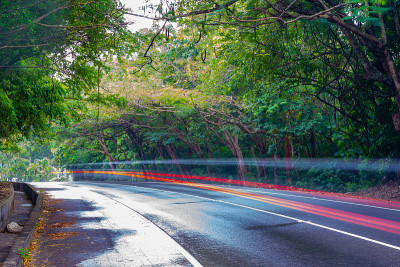 车灯沿着雨中潮湿的主要道路，上面覆盖着树冠