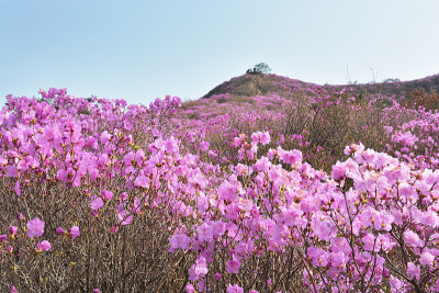 杜鹃山