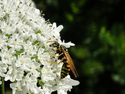 大猪草，学名Heracleum mantegazzianum，吸食花蜜的欧洲黄蜂，