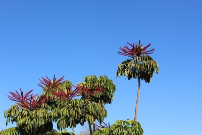 Schefflera actitinophylla -洛杉矶- 112418 d
