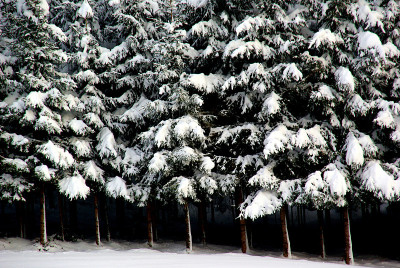 雪杉树