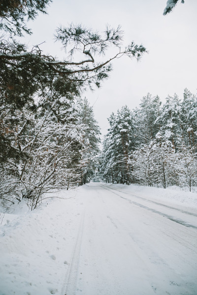 在一场大雪中白雪覆盖的松林景观