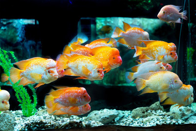 水下世界。明亮的异国情调的热带珊瑚鱼在红海的人工环境水族馆