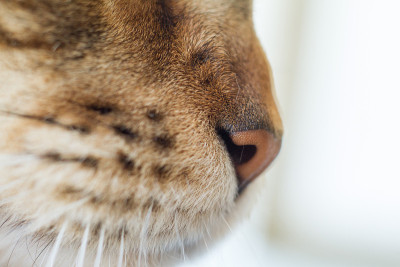 极为近距离肖像的国内三色虎斑缅因猫。特写照片缅因猫的鼻子和胡须。