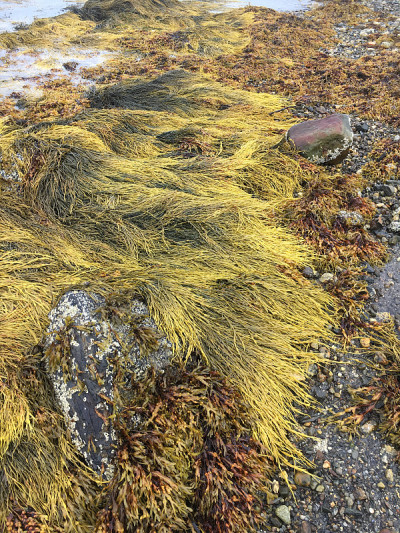 黄色岩石杂草