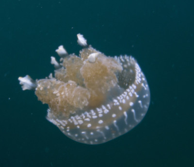 Togian岛的水母湖