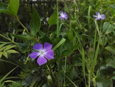 大型长春花或长春花