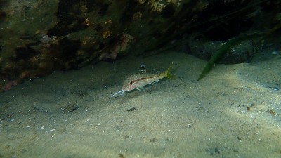 在爱琴海海底有条纹的红鲻鱼或鲻鱼(Mullus surmuletus
