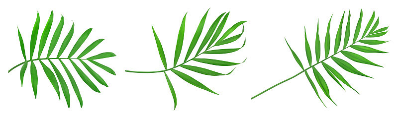 绿叶的棕榈树孤立在白色的背景与修剪路径。设置或集合