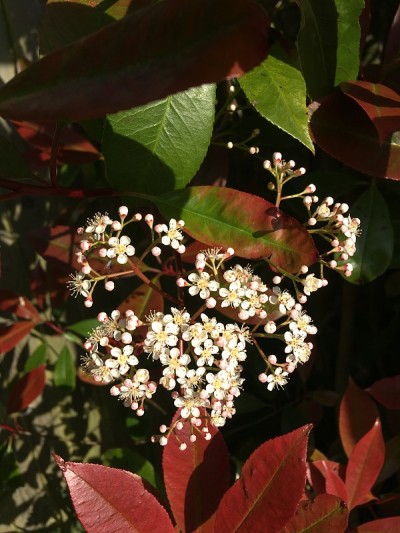 开花