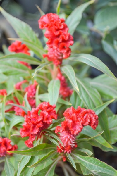 大自然花园里的红青葙花