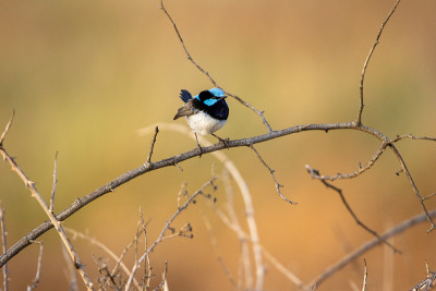 打着灯笼Fairywren