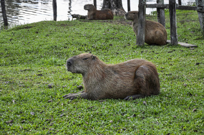 巴西,Capivara