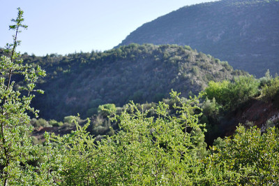 山