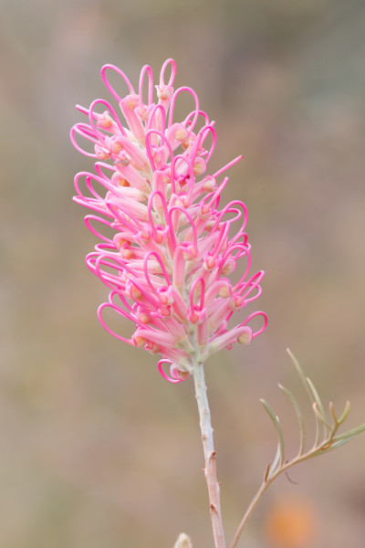 粉色grevillea花