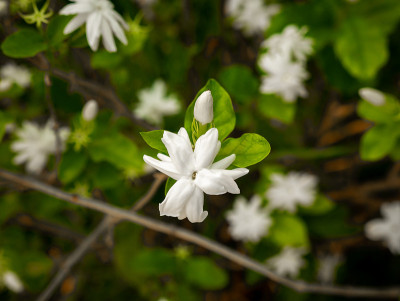 茉莉花盛开