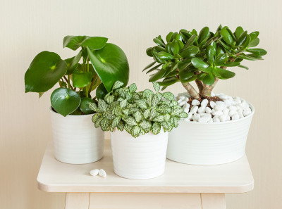 室内植物fittonia albivenis, crassula ovata, peperomia 