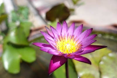 神圣的莲花