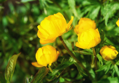 花:金盏花