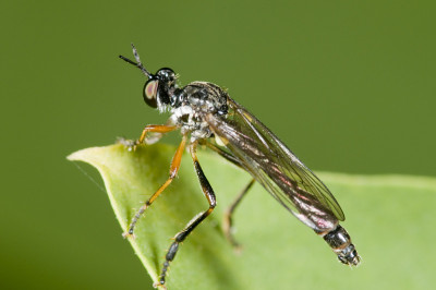 Dioctria linearis宏