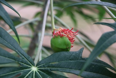 麻疯树的花和果实在Kpalimé热带地区，多哥，西非。