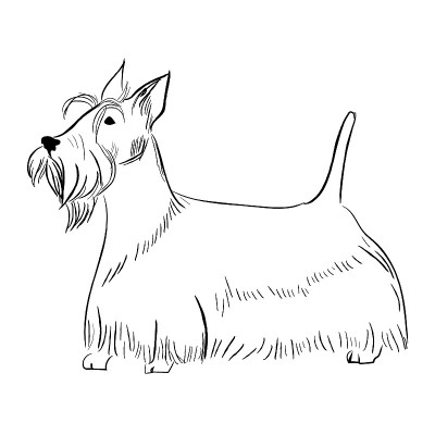 苏格兰梗犬孤立在白色背景。
