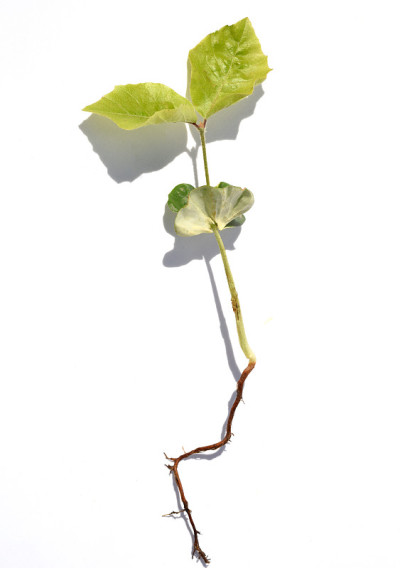 山毛榉幼苗，山毛榉，林草，乔木